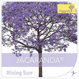 Rising Sun
